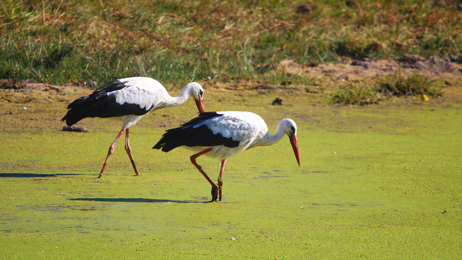 White Stork — Ana fotoğraf